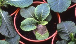 Control of foliar diseases in autumn grown bedding plants
